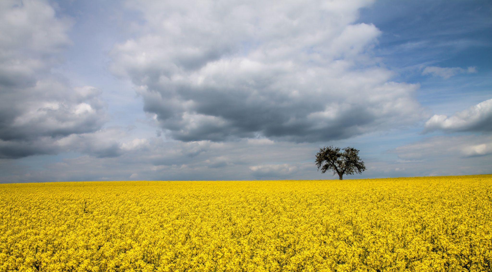 Canola Fields in Spring, Germany