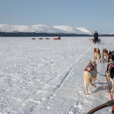 Dogsledding, Pallas-Yllästunturi National Park, Lapland, Finland