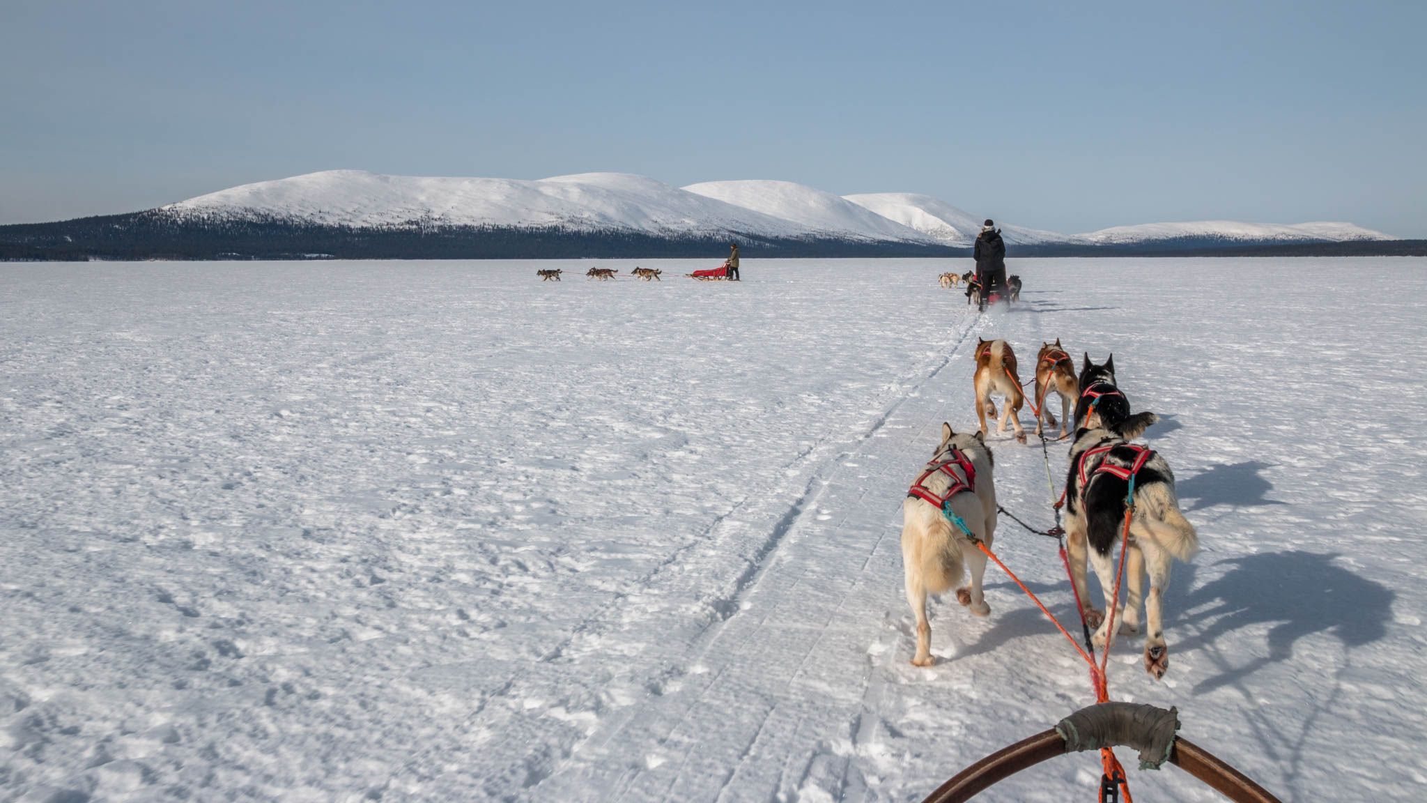 Dogsledding, Pallas-Yllästunturi National Park, Lapland, Finland