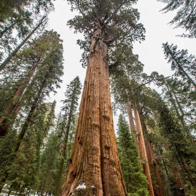 General Sherman Tree, USA