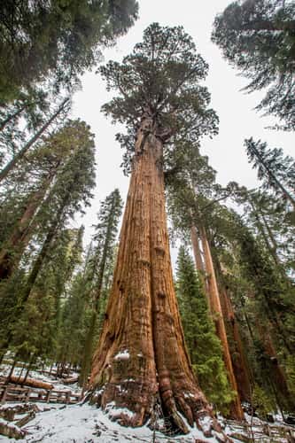 General Sherman Tree