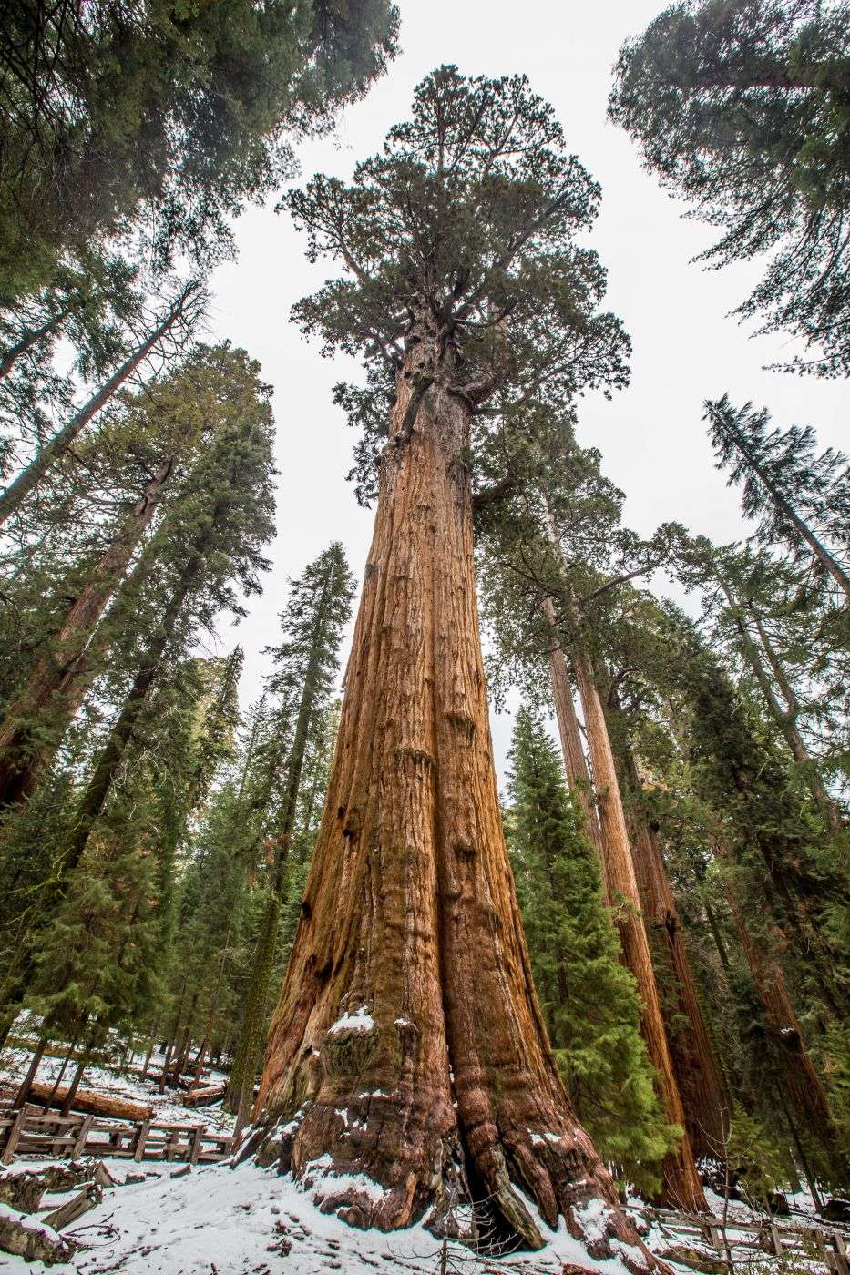 Shevan Tree General Sherman Tree, USA