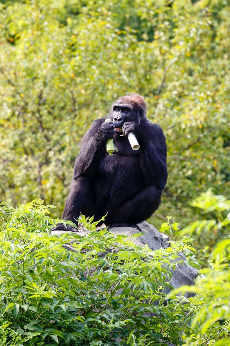 Lincoln Park Zoo, Chicago, Illinois, USA