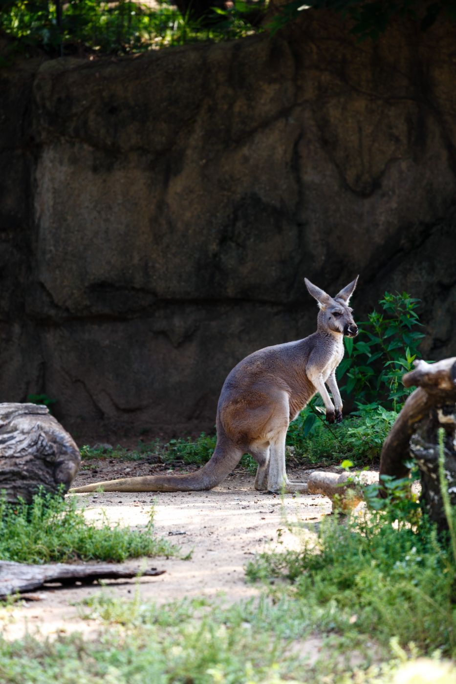 Lincoln Park Zoo, Chicago, Illinois, USA