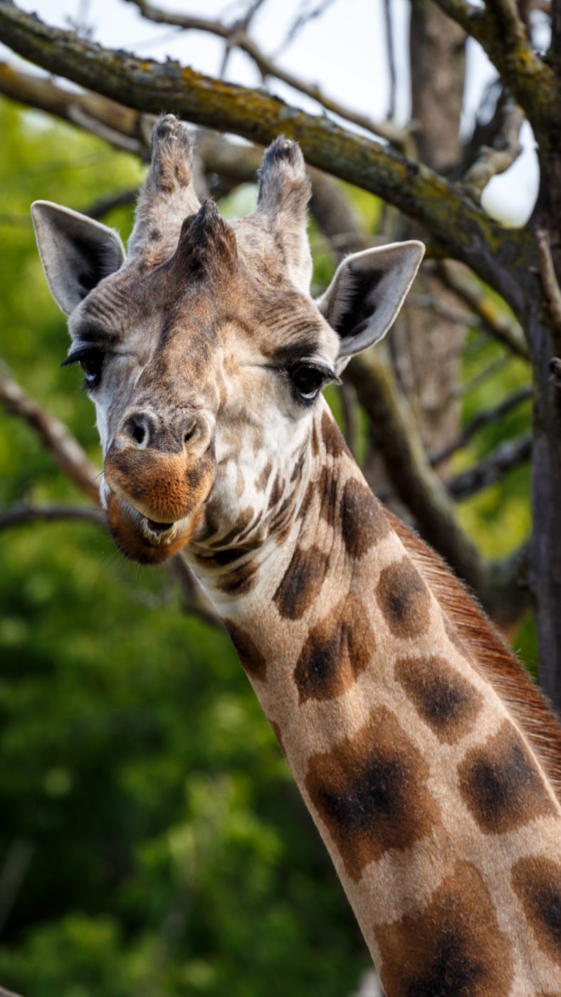 Lincoln Park Zoo, Chicago, Illinois, USA