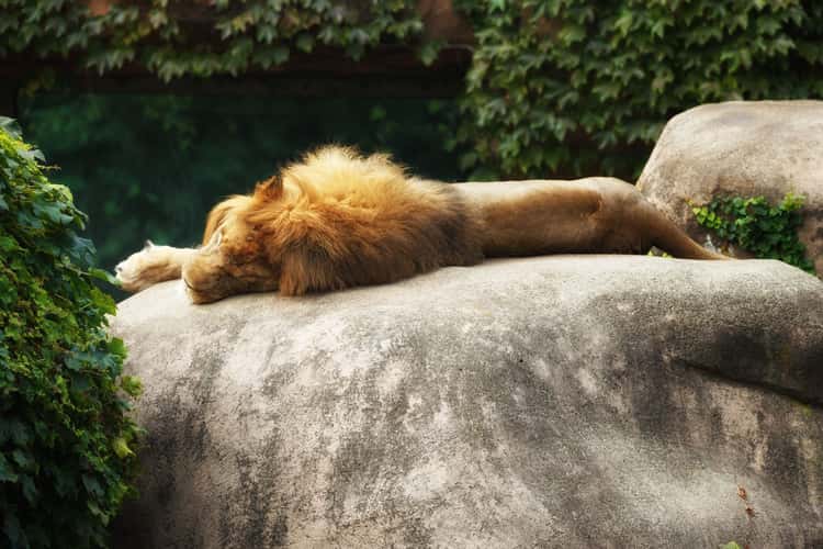 Lincoln Park Zoo, Chicago, Illinois