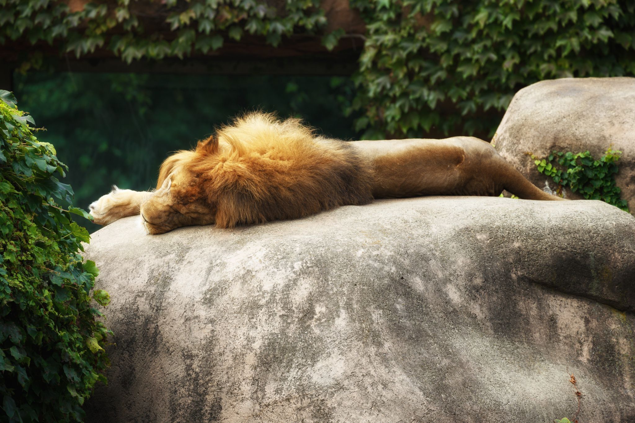 Lincoln Park Zoo, Chicago, Illinois, USA