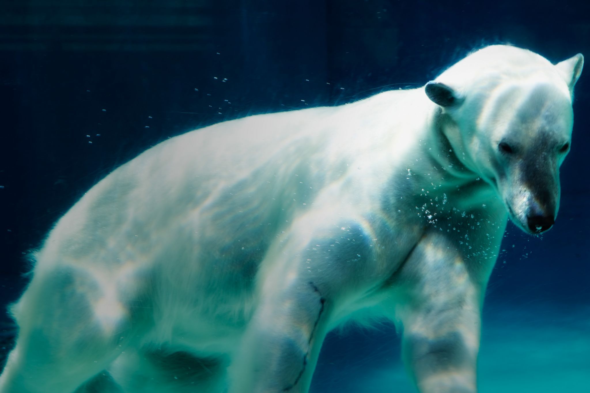 Lincoln Park Zoo, Chicago, Illinois, USA