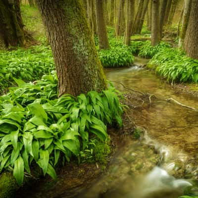 River flowing through trees, Germany