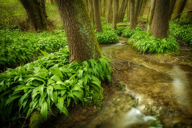 River flowing through trees