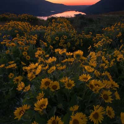 Rowena Crest, USA