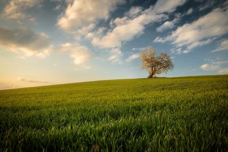 Single tree on a field