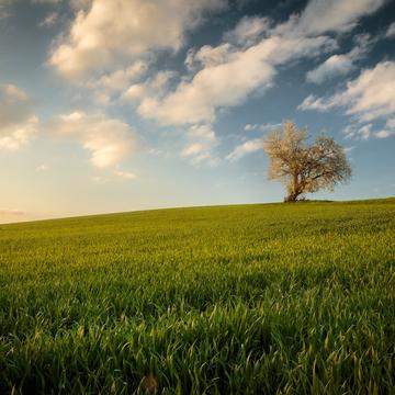 Single tree on a field, Germany