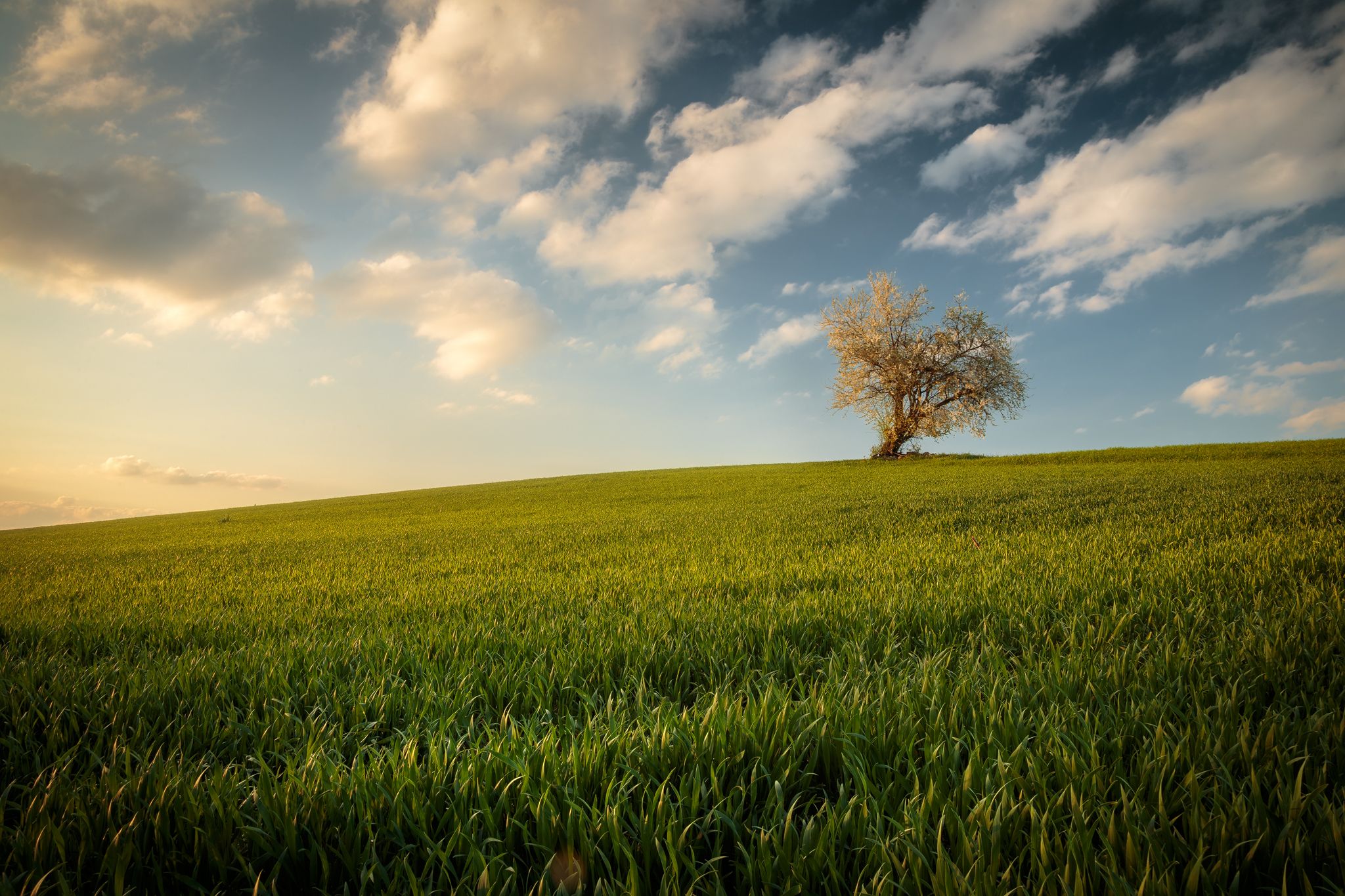 Single tree on a field, Germany