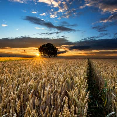 Sunset over the Field, Germany