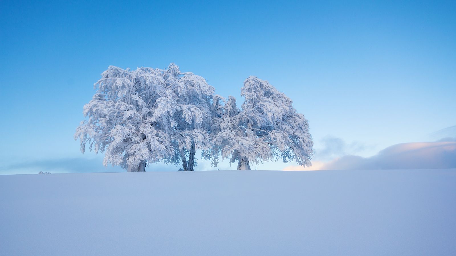 Windbeeches at Schauinsland, Germany