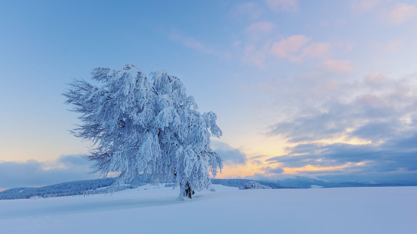 Windbeeches at Schauinsland, Germany