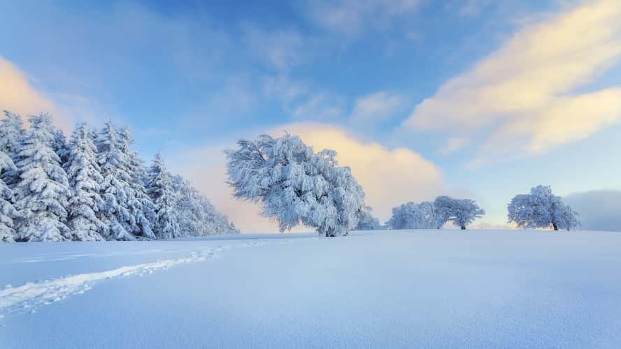 Windbeeches at Schauinsland