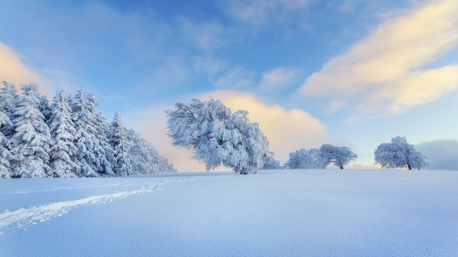 Windbeeches at Schauinsland, Germany