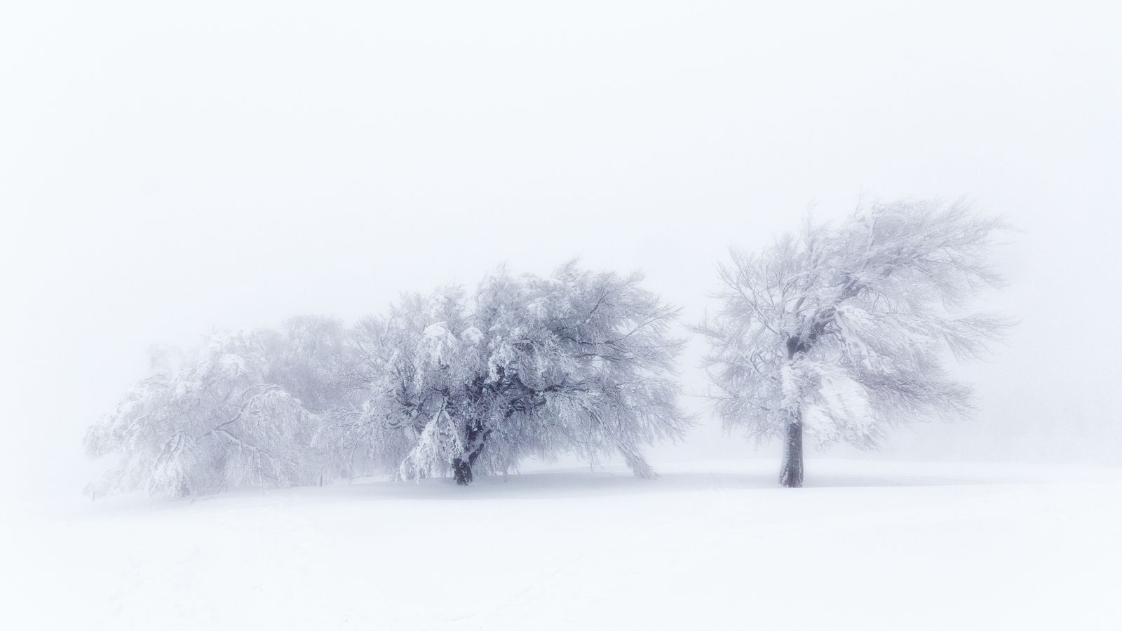 Windbeeches at Schauinsland, Germany