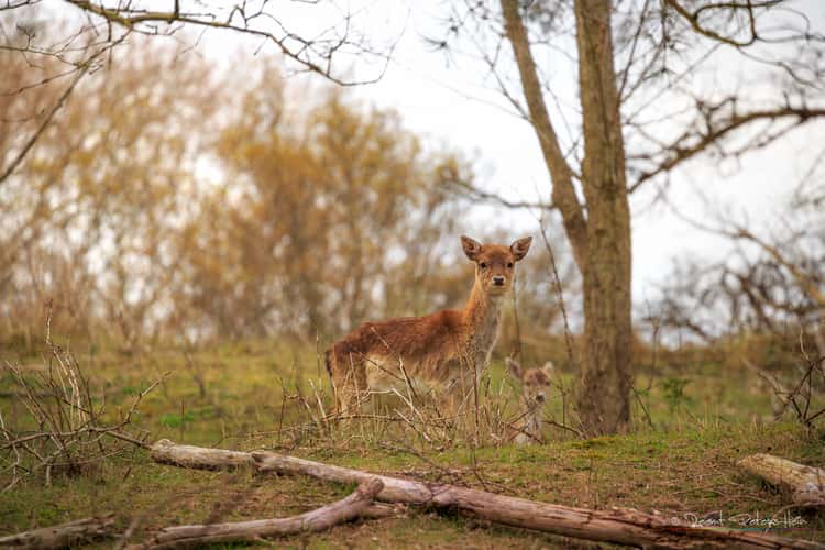 Amsterdamse Waterleidingduinen