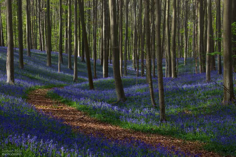 Bluebell forest Hallerbos near Brussels