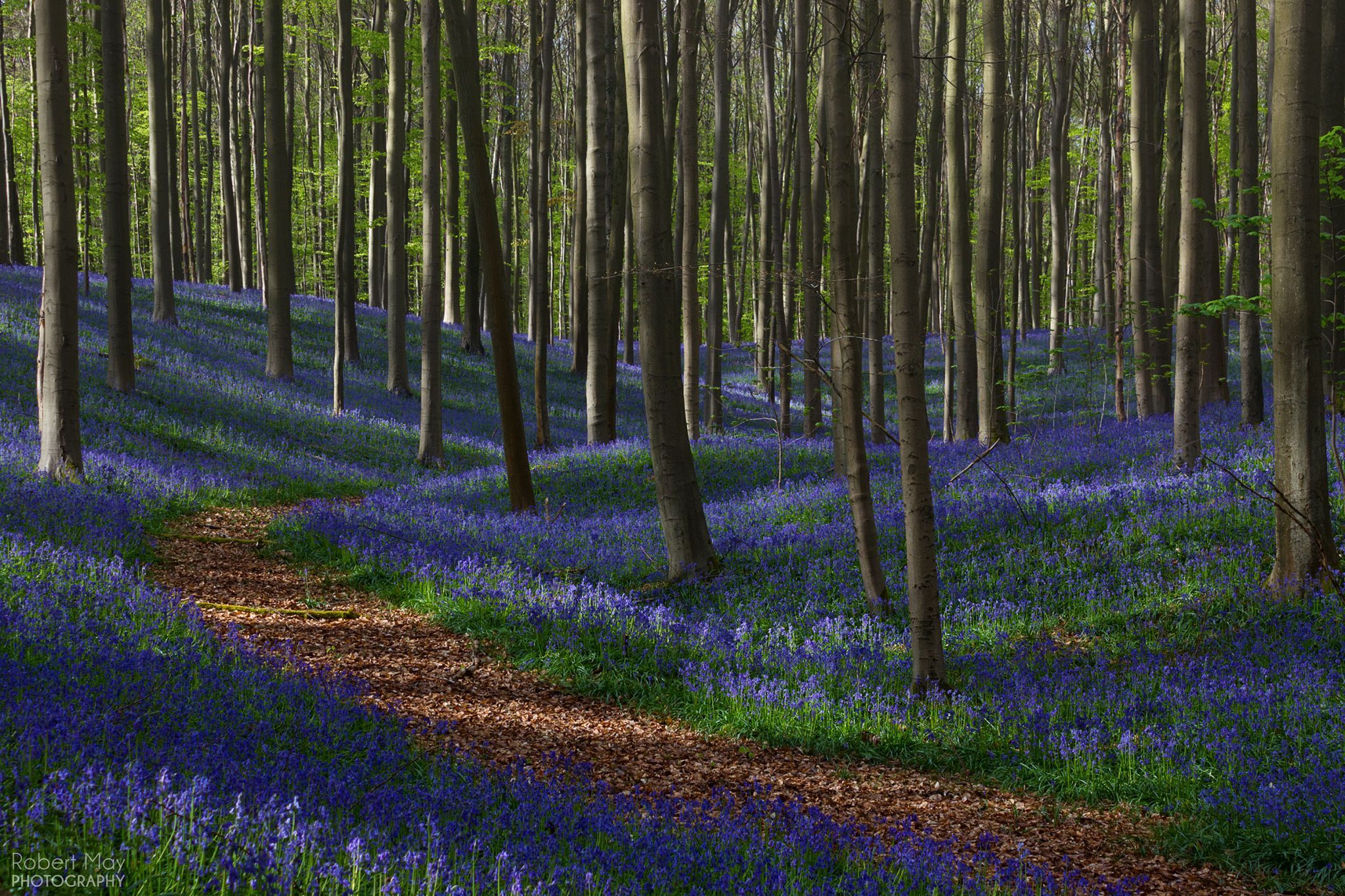 Bluebell forest Hallerbos near Brussels, Belgium