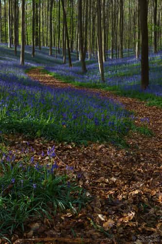 Bluebell forest Hallerbos near Brussels