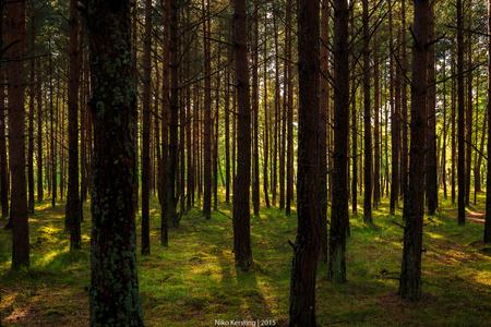 Curonian Spit Forest