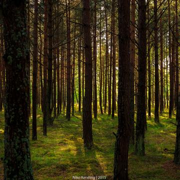 Curonian Spit Forest, Lithuania