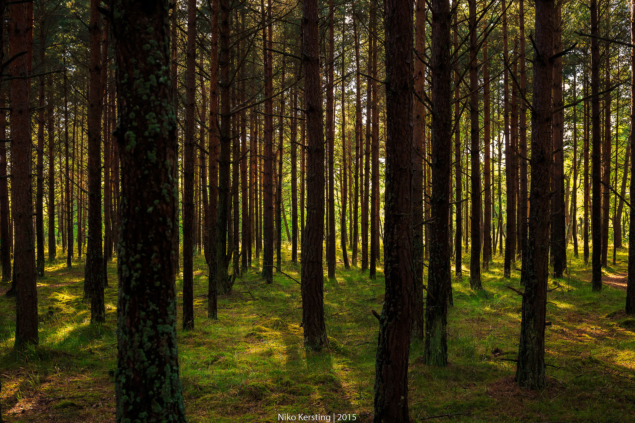 Curonian Spit Forest, Lithuania