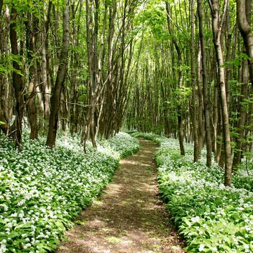 Forest with blooming wild garlic, Austria
