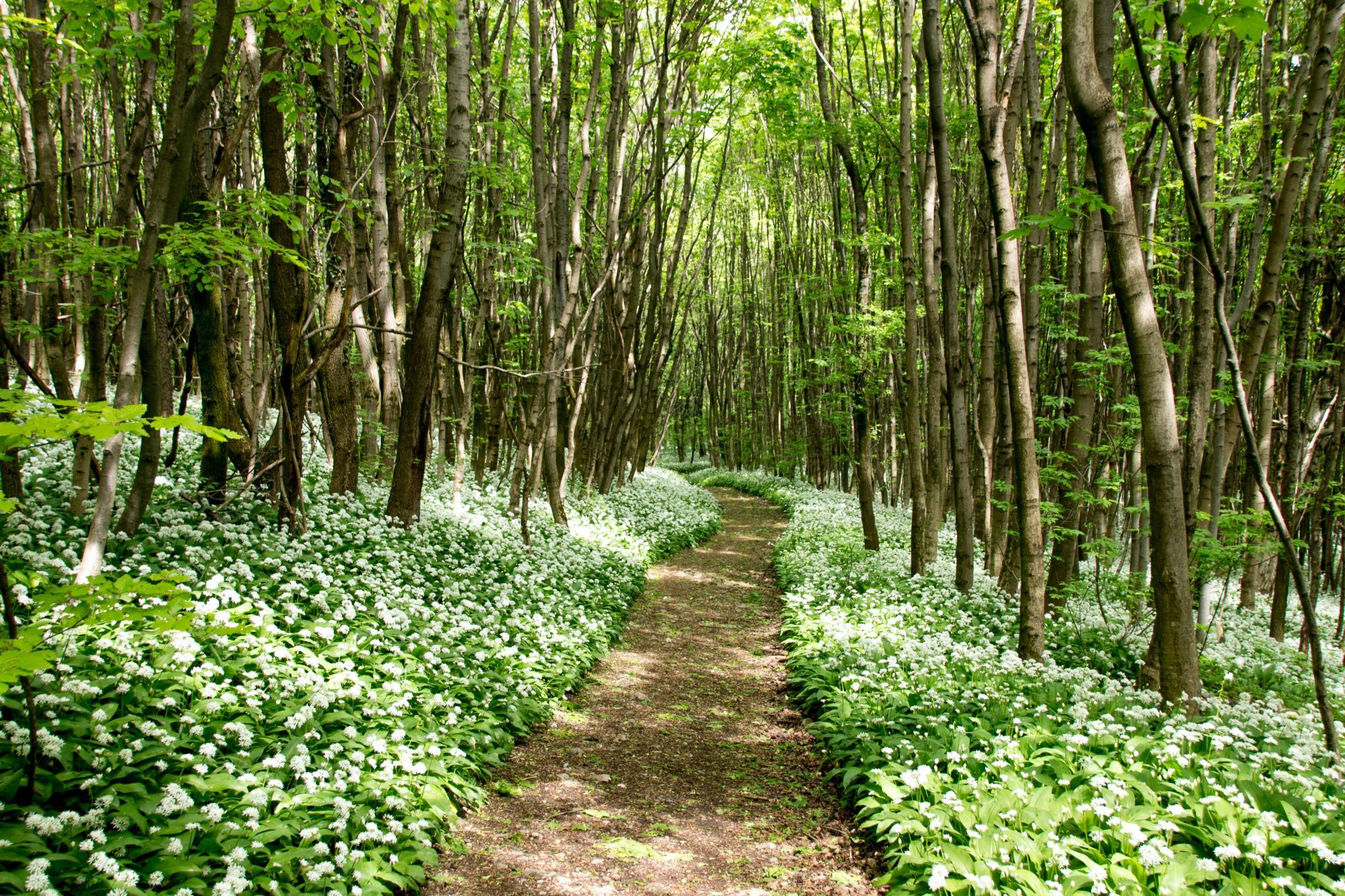 Forest with blooming wild garlic, Austria