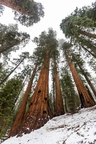 Gigantic Sequoia  tree group