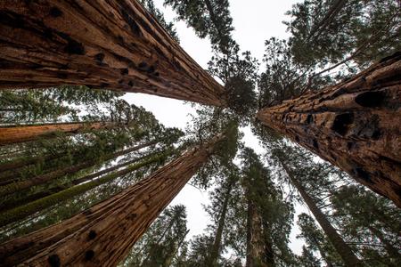 Gigantic Sequoia  tree group