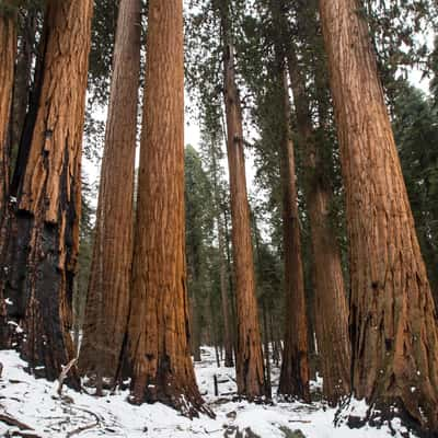 Gigantic Sequoia  tree group, USA