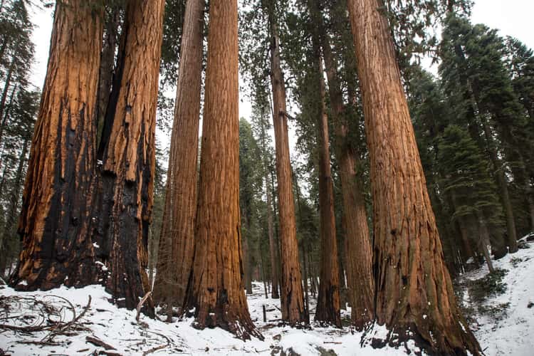 Gigantic Sequoia  tree group