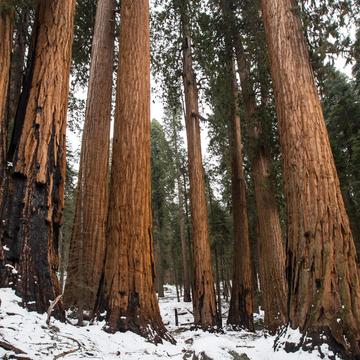 Gigantic Sequoia  tree group, USA