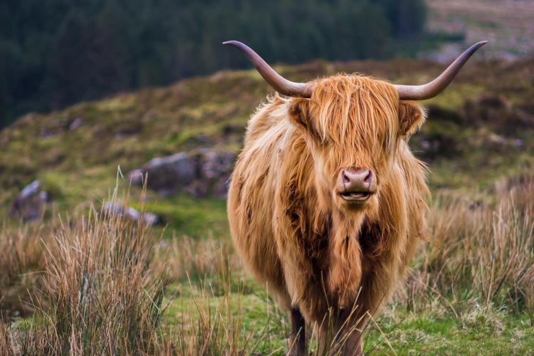 Highland Cattle on the Isle of Skye