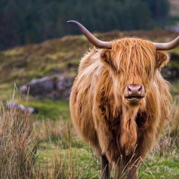 Highland Cattle on the Isle of Skye, United Kingdom