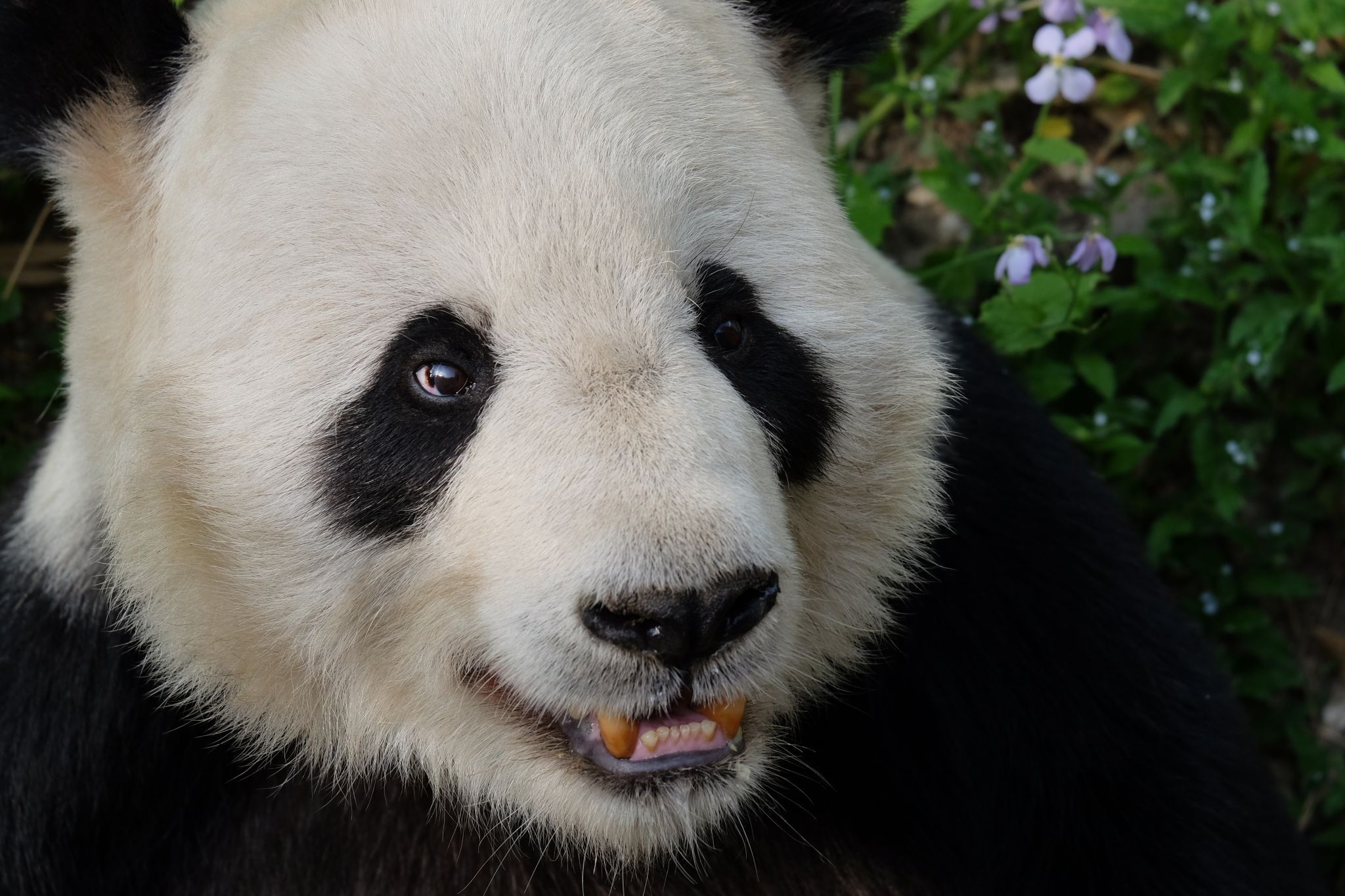 Panda House, Beijing Zoo, China