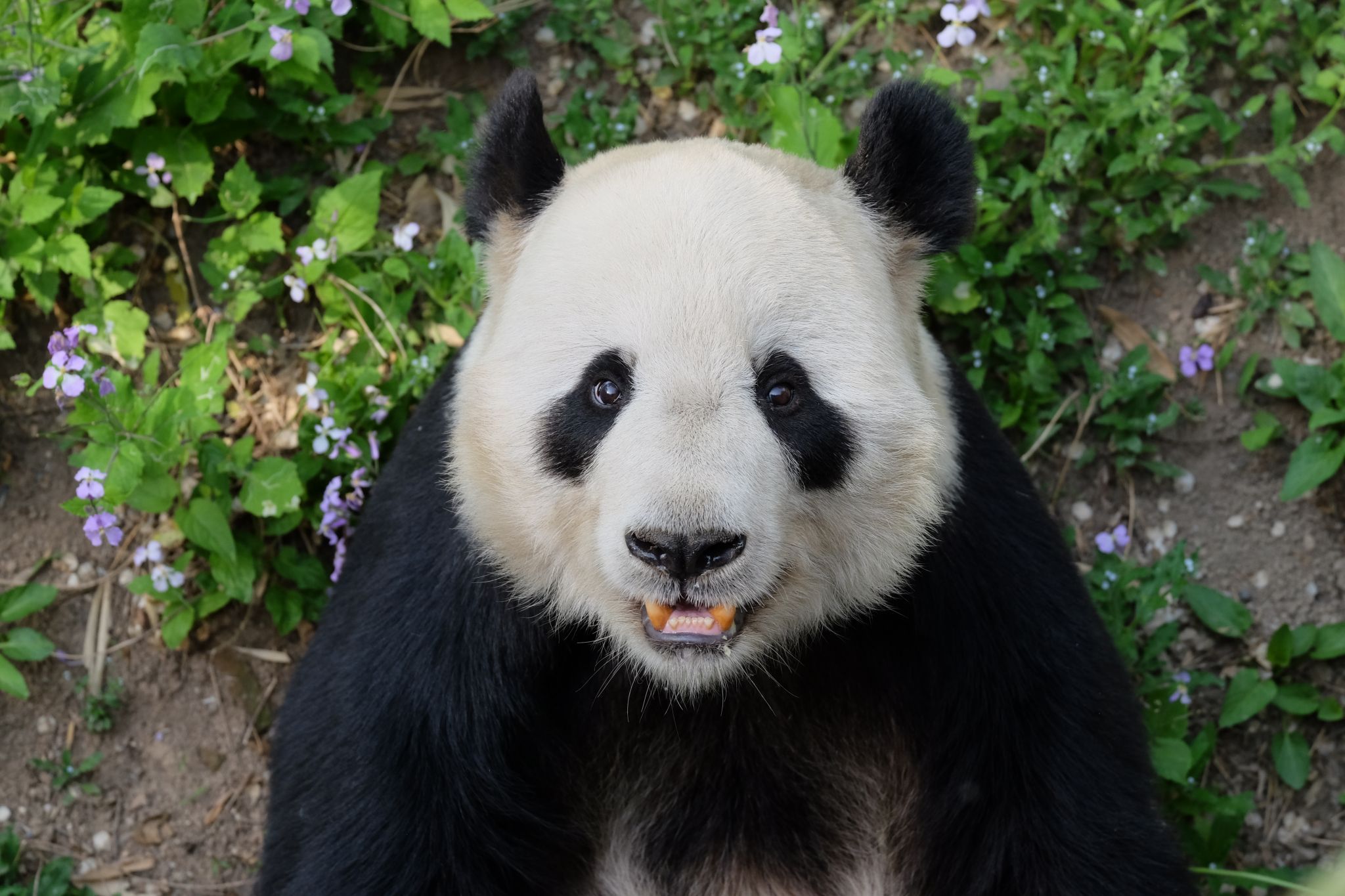 Panda House, Beijing Zoo, China