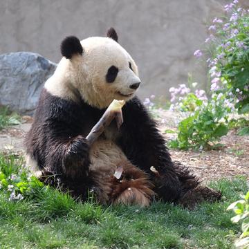 Panda House, Beijing Zoo, China