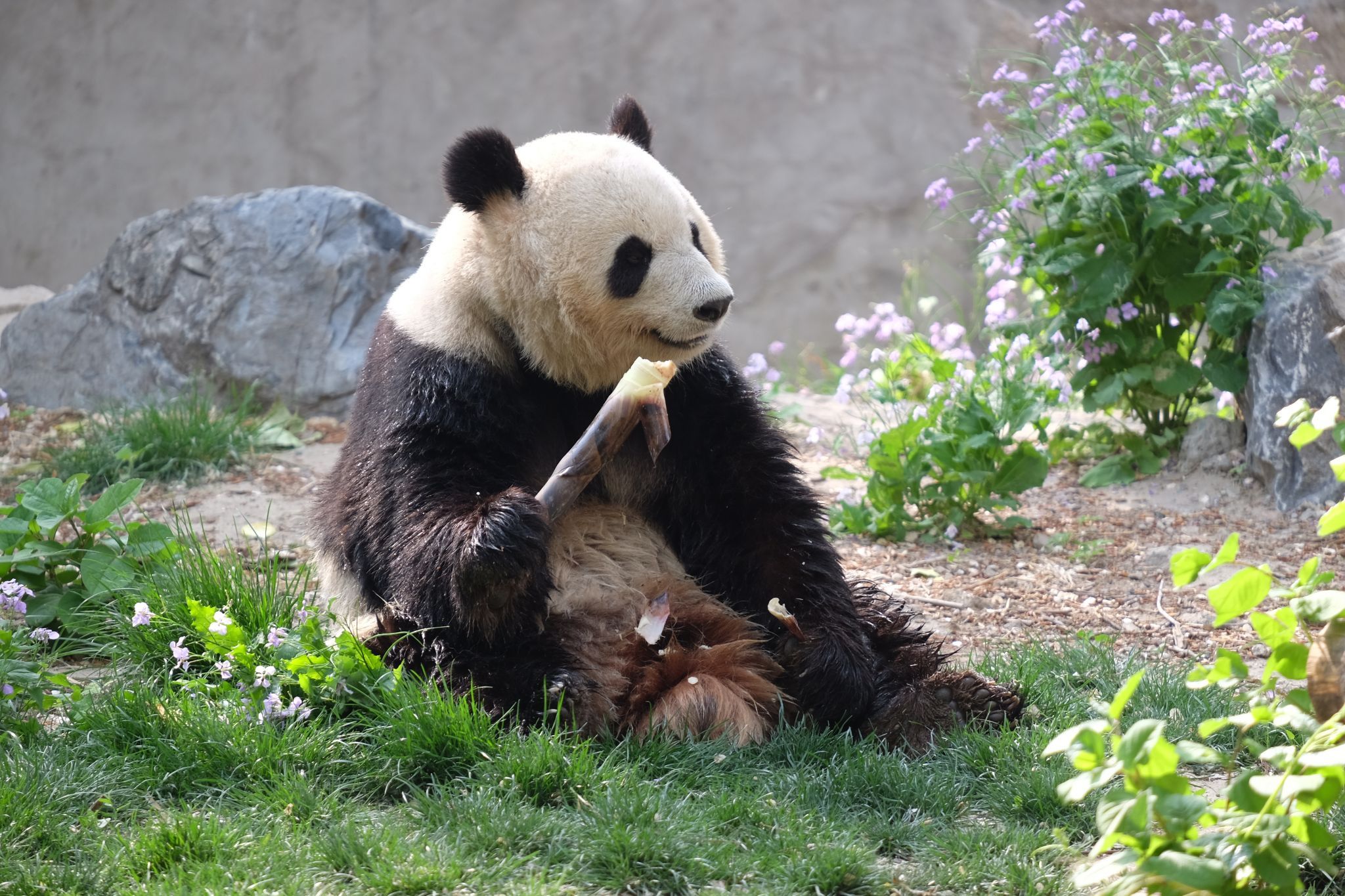 Panda House, Beijing Zoo, China