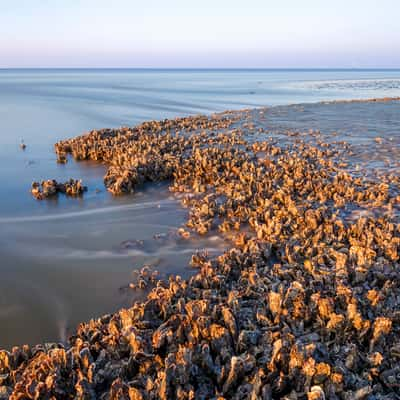 Shellfish, Germany