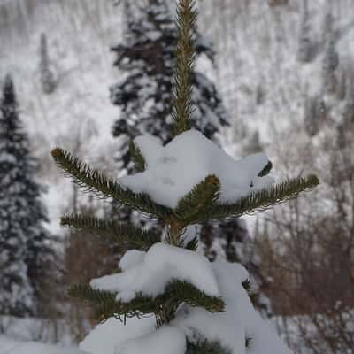 Trees, USA