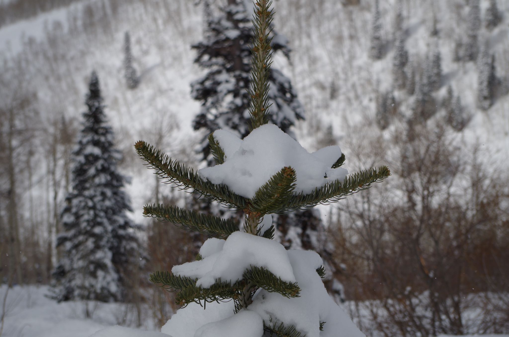 Trees, USA