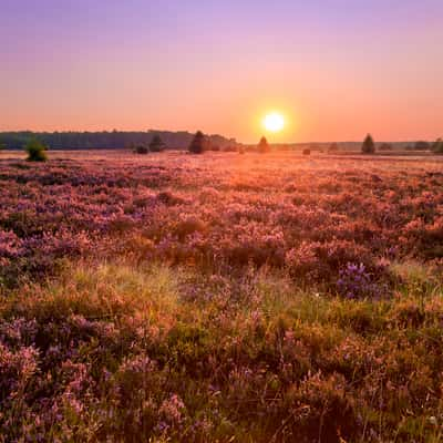 Undeloh, Lüneburger Heide, Germany