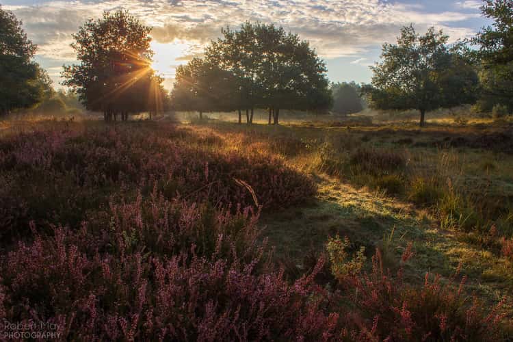 Wahner Heide