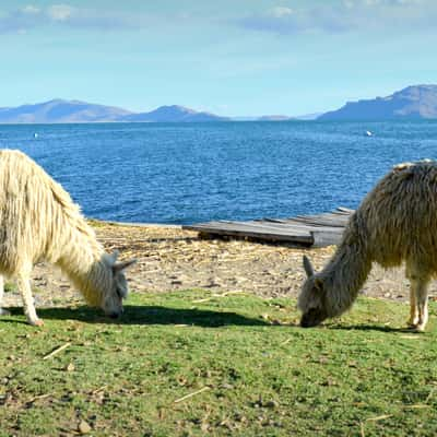 Alpacas on Lake Titicaca, Peru